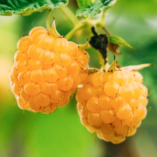 Himbeere 'Golden Everest'