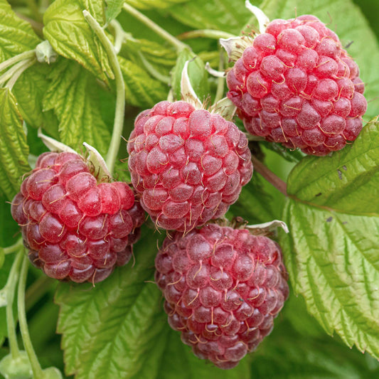 Himbeere 'Malling Promise'
