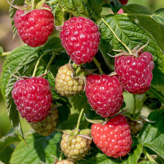Himbeere 'Malling Admiral'