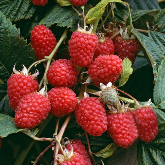 Himbeere 'Malling Jewel'