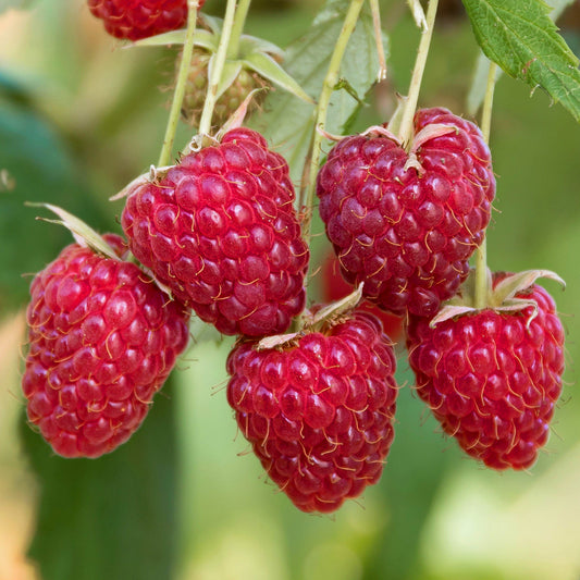Himbeere 'Sanibelle'