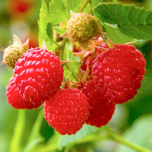 Himbeere 'Zeva'