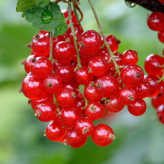 Rote Johannisbeere 'Rondom'