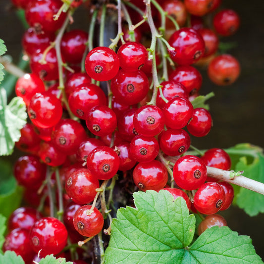 Rote Johannisbeere 'Junifer'