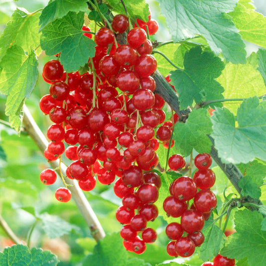 Rote Johannisbeere 'Laxton's Number One'