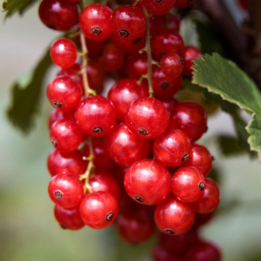 Rote Johannisbeere 'Redstart'