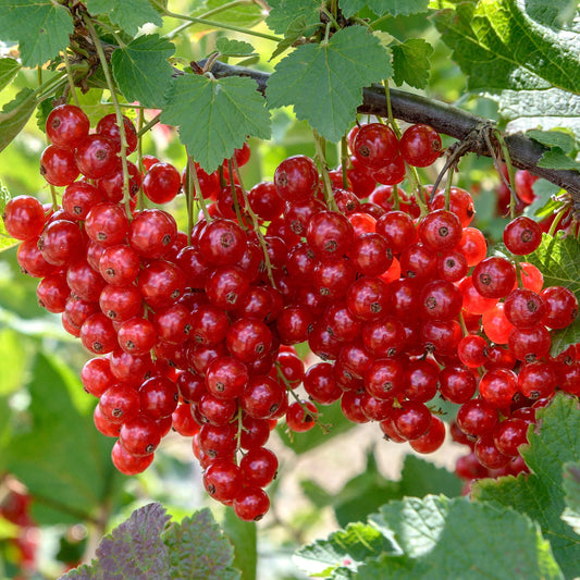 Rote Johannisbeere 'Rolan'