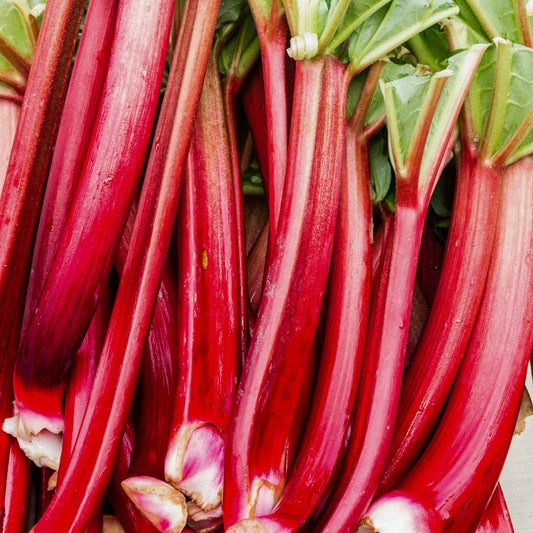 Rhabarber 'Raspberry Red'