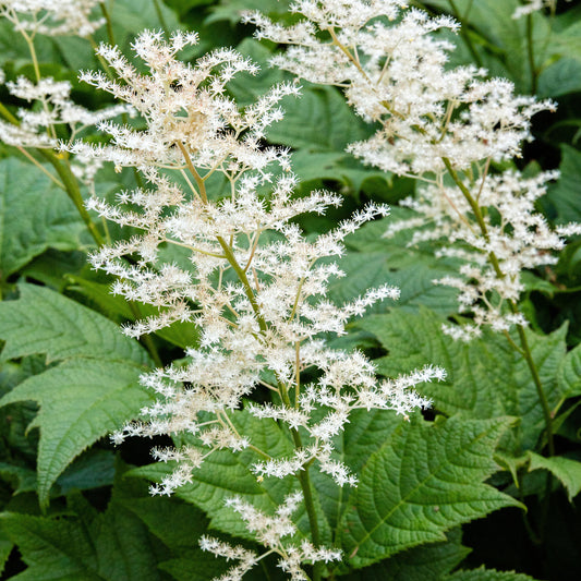 Kastanienblättriges Schaublatt