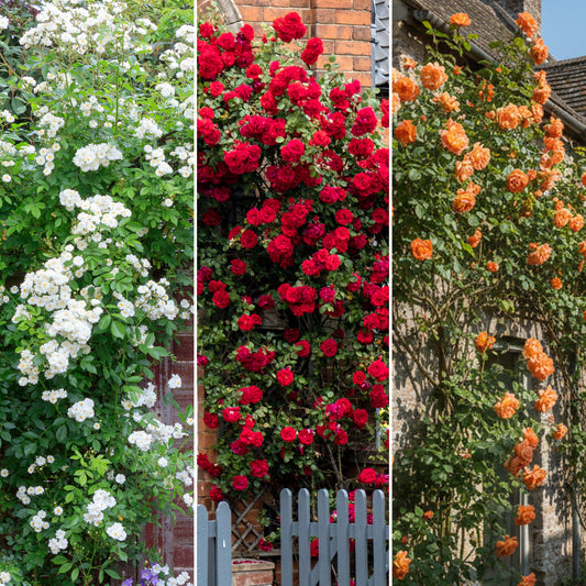 Climber Rose Mix