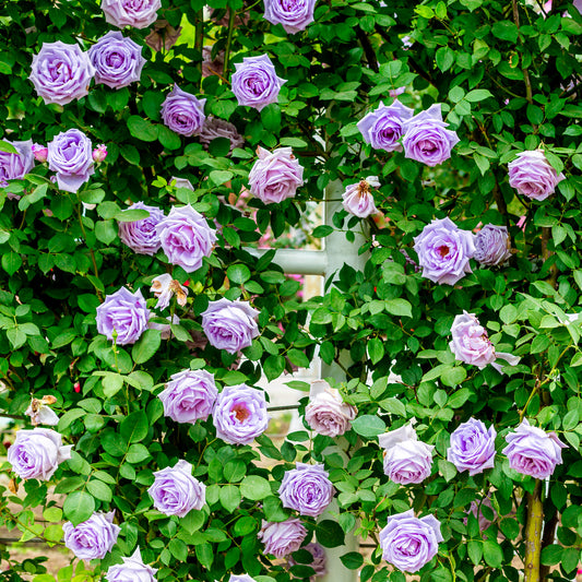 Light Purple Climber Rose