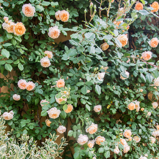 Peach Climber Rose