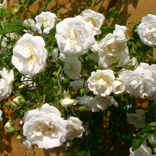 White Climber Rose
