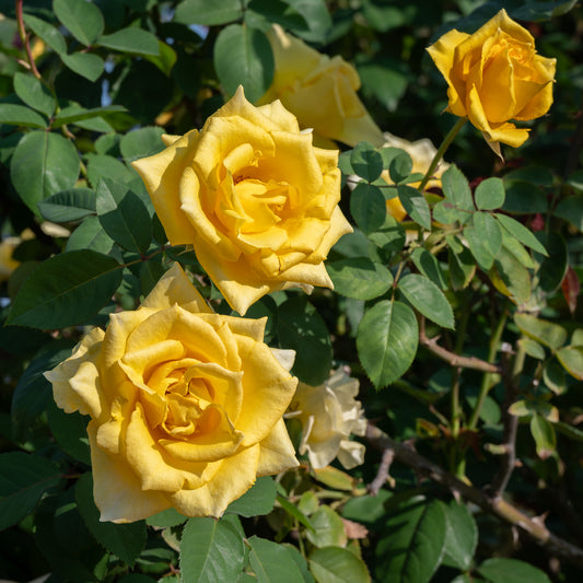 Yellow Climber Rose