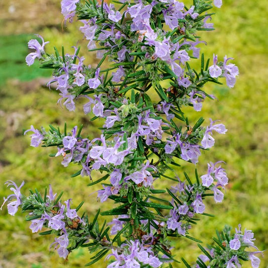 Rosemary 'Miss Jessopp's Upright'
