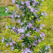 Rosmarin 'Miss Jessopp's Upright'