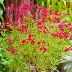 Garten-Salbei (Salvia 'Magical Colorado')