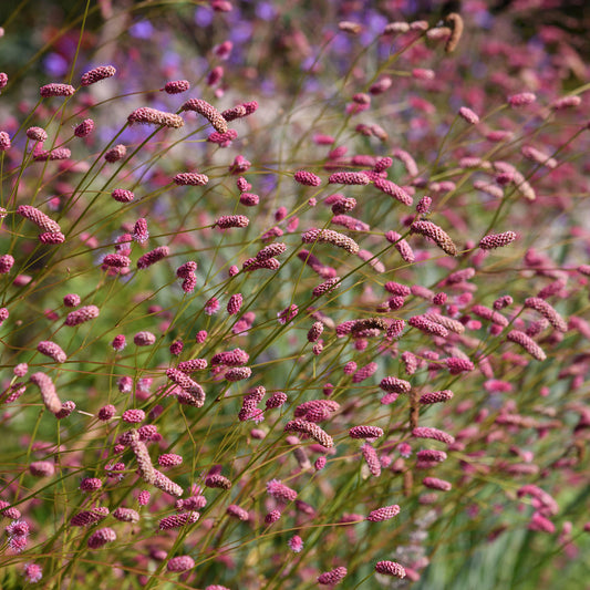 Wiesenknopf 'Pink Tanna'