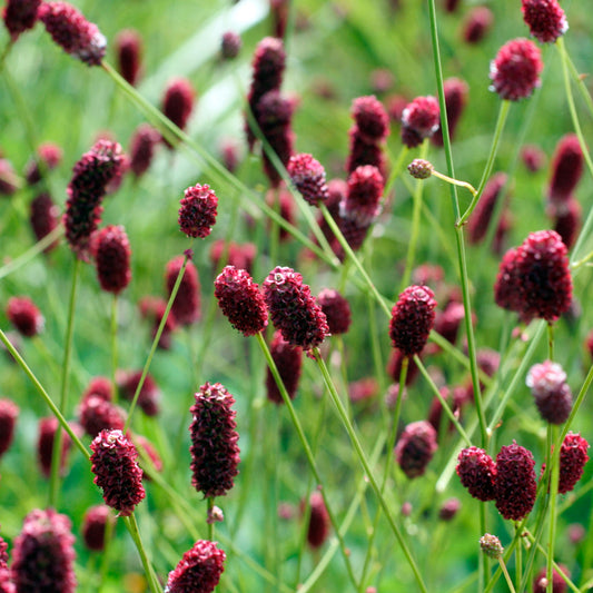 Wiesenknopf 'Red Thunder'