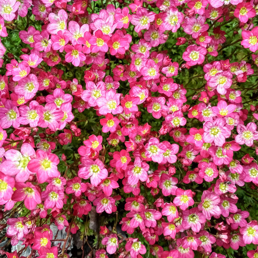 Steinbrech 'Pink'