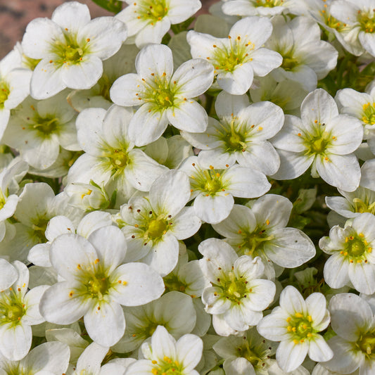 Steinbrech 'White'
