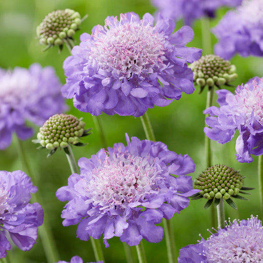 Skabiose 'Mariposa Blue'