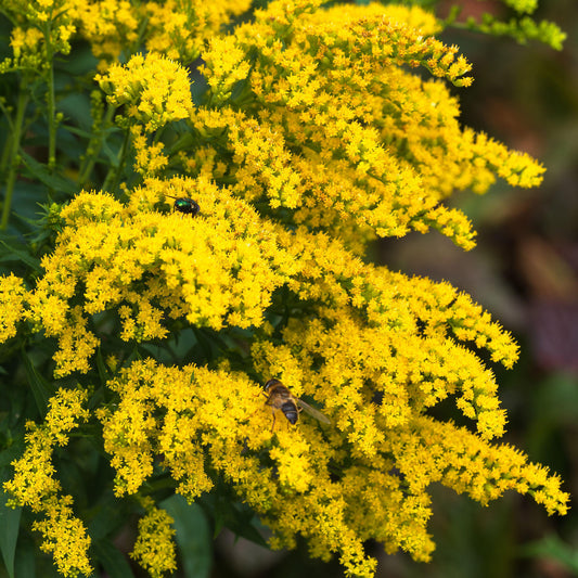 Goldrute 'Goldkind'