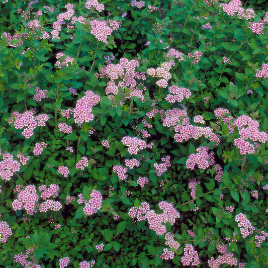 Spierstrauch 'Little Princess'