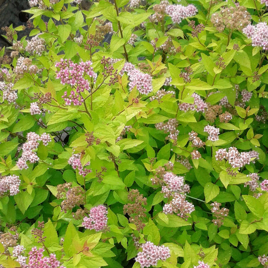 Spierstrauch 'Zen Spirit Gold' (Spiraea)