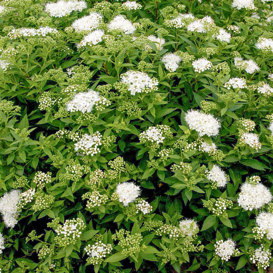 Weiße Rote Sommerspiere 'Albiflora' (Spiraea)