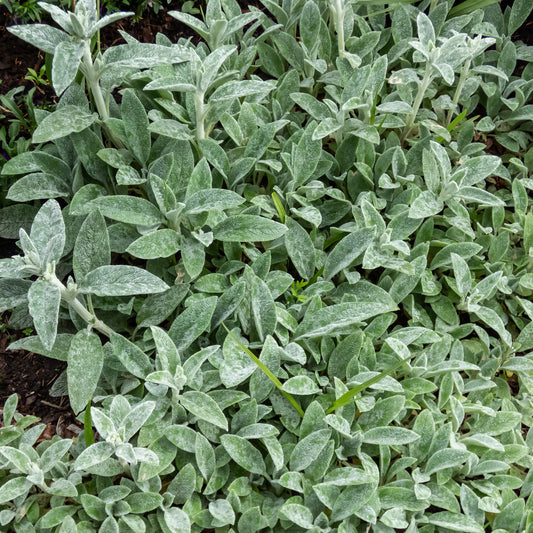 Wollziest 'Silver Carpet'