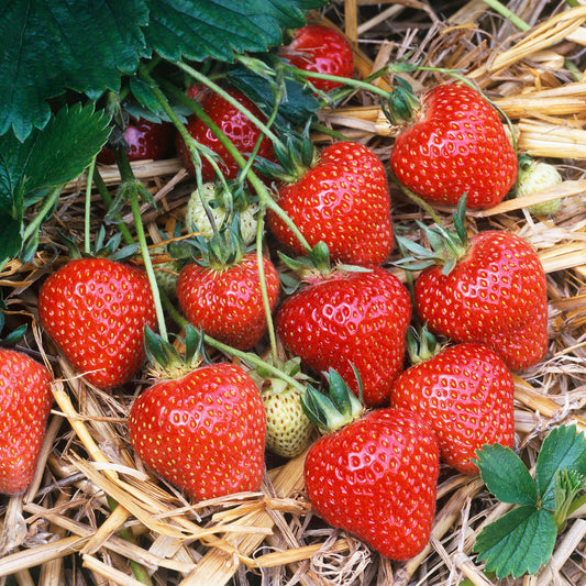 Erdbeere 'Honeoye' Nacktwurzel-Pflanzen