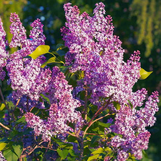Flieder 'Bloomerang Pink Perfume'
