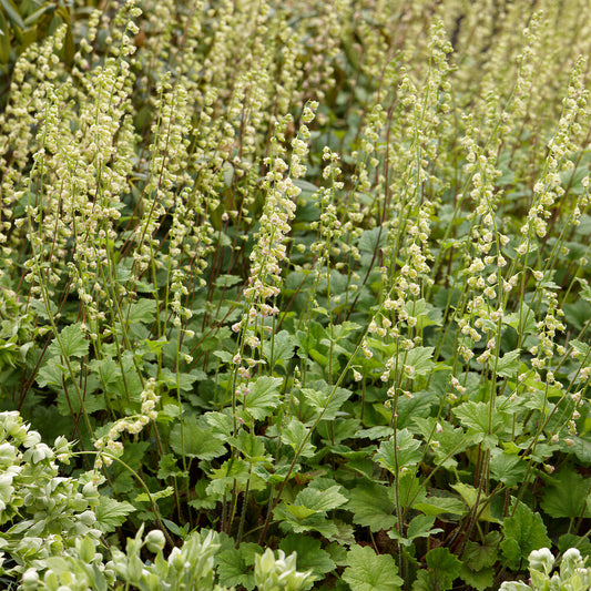 Falsche Alraunwurzel 'Rubra'