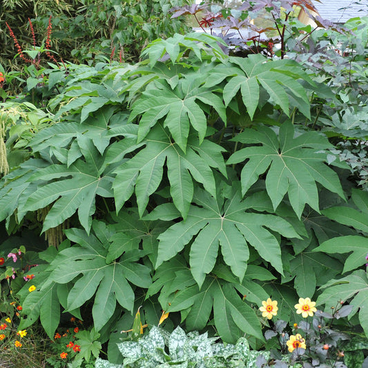 Reispapierbaum 'Rex'