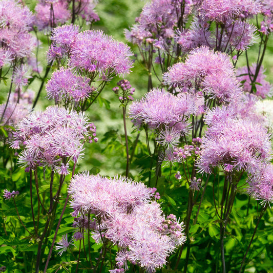 Wiesenraute 'Nimbus Pink'