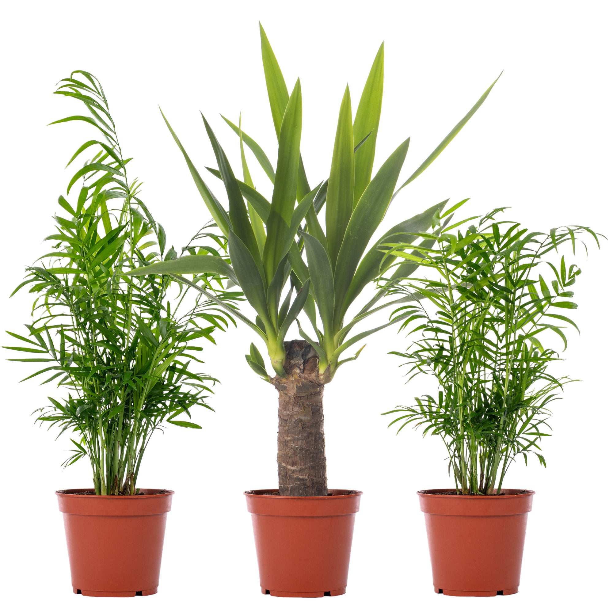 Zimmerpflanzen-Trio kaufen | Goldfruchtpalme, Bergpalme & Yucca