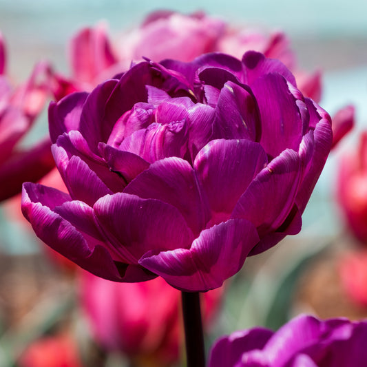 Tulip 'Negrita Double'