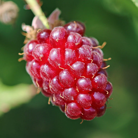 Tummelbeere