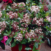 Mittelmeer-Schneeball 'Gwenllian' (Viburnum)