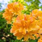 Azalee 'Orange'