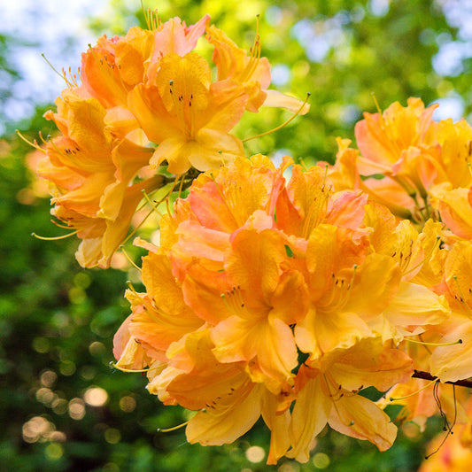 Azalee 'Orange'
