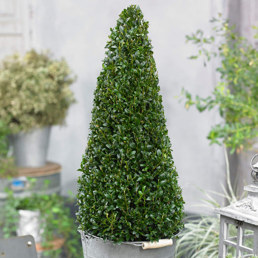 Buxus-Topiary-Pyramide