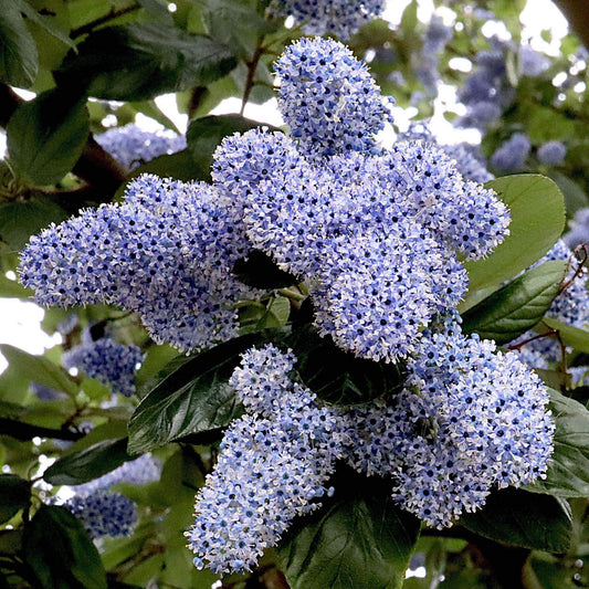 Kalifornischer Flieder 'Trewithen Blue' (Ceanothus)