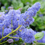 Kalifornischer Flieder 'Yankee Point' (Ceanothus)