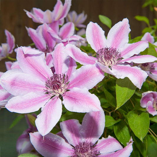 Waldrebe (Clematis 'Nelly Moser')