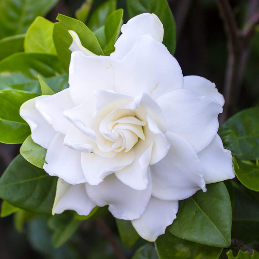 Gardenie (Gardenia 'Crown Jewel')