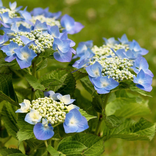 Hortensie 'Teller Blue' (Hydrangea)