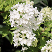 Hortensie 'Grandiflora' (Hydrangea)