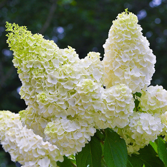 Hortensie 'Little Spooky' (Hydrangea)